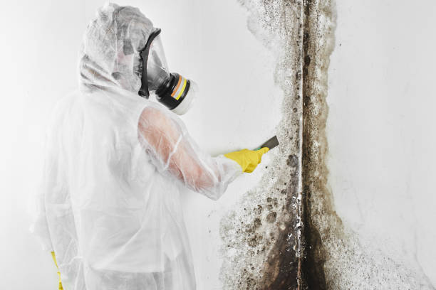 Mold Removal and Inspection