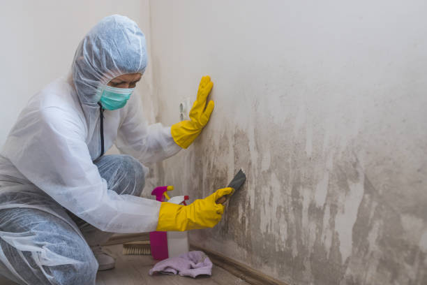 Best Toxic Mold Removal  in Lamont, MI