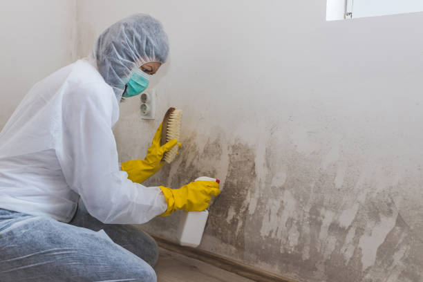 Best Fast Mold Removal  in Lamont, MI