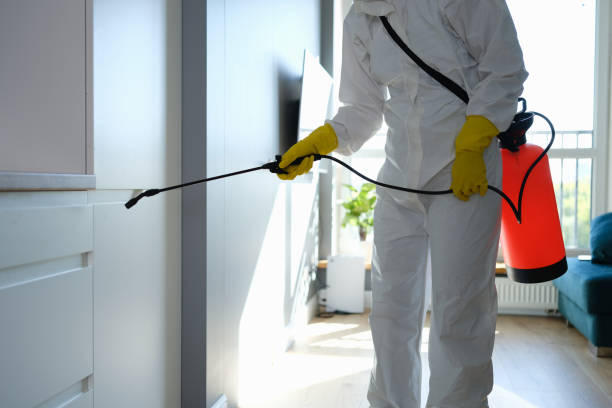 Best Mold Removal Specialists  in Lamont, MI