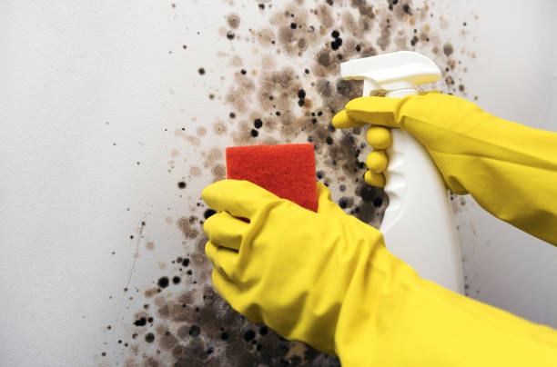 Attic Mold Removal in Lamont, MI