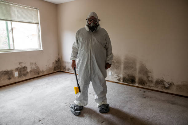 Best Home Mold Removal  in Lamont, MI