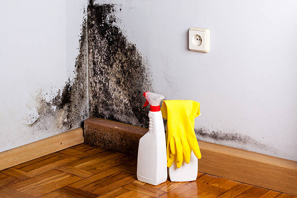 Best Black Mold Removal  in Lamont, MI