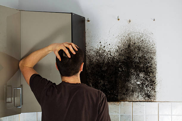 Best Local Mold Removal Service  in Lamont, MI