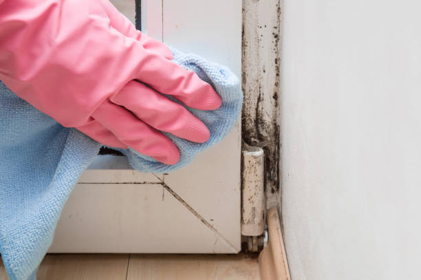 Best Mold Testing  in Lamont, MI
